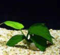 /album/plantas-aquaticas/anubia-barteri-nana-jpg/